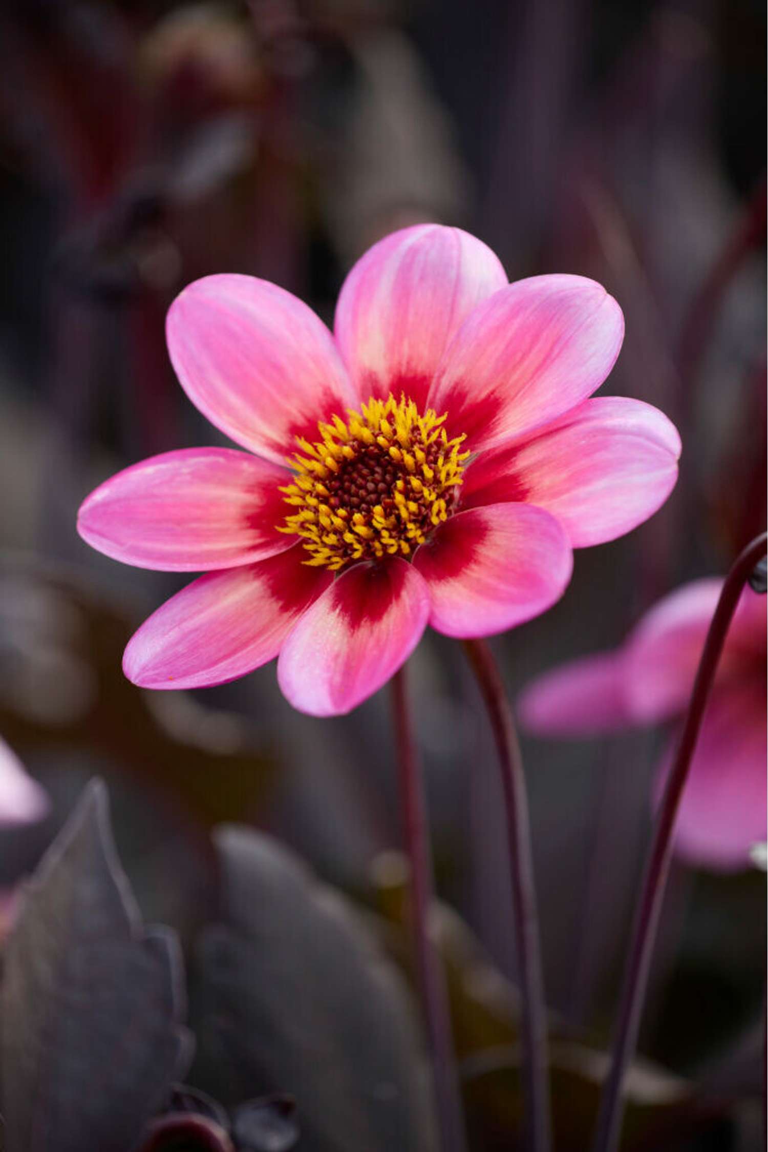 Dahlie 'Dahlegria Tricolore'